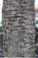palm bark 0004